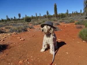 Bailey admires the view, on the road to Uluru