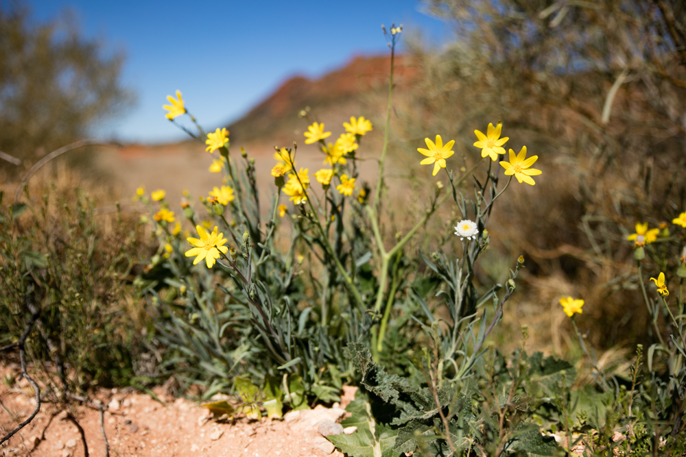Kings Canyon (15 of 19)