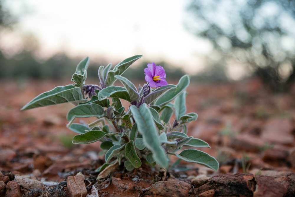 Kings Canyon (3 of 19)