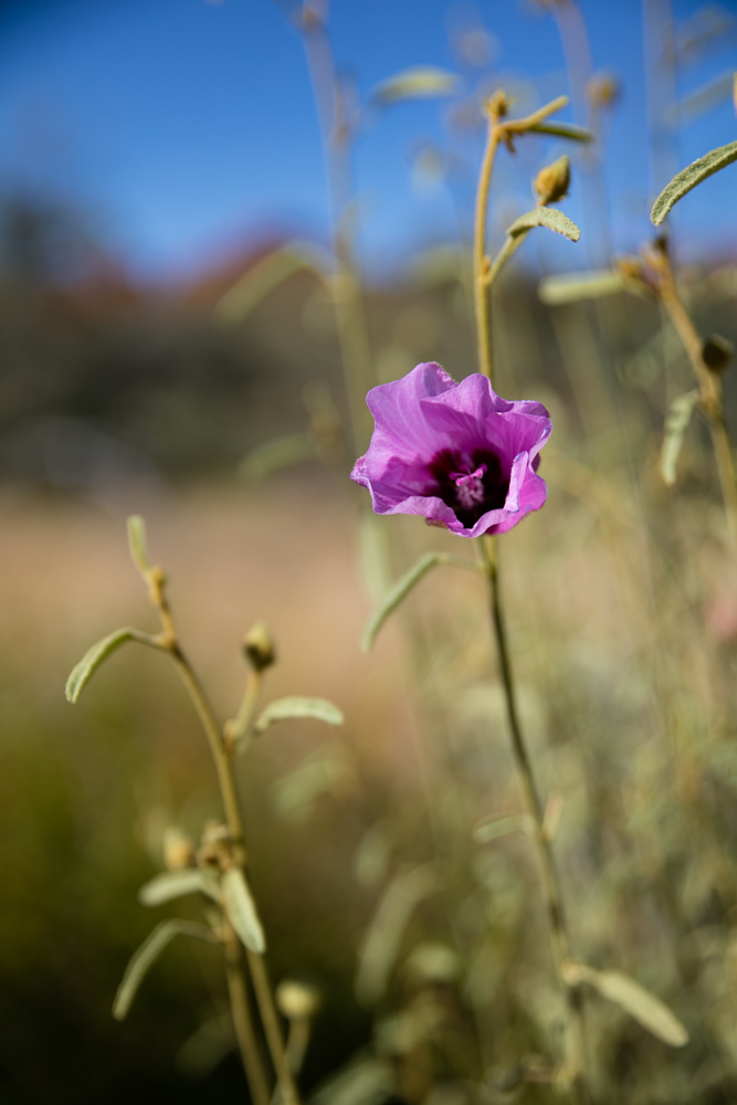 Kings Canyon (6 of 19)