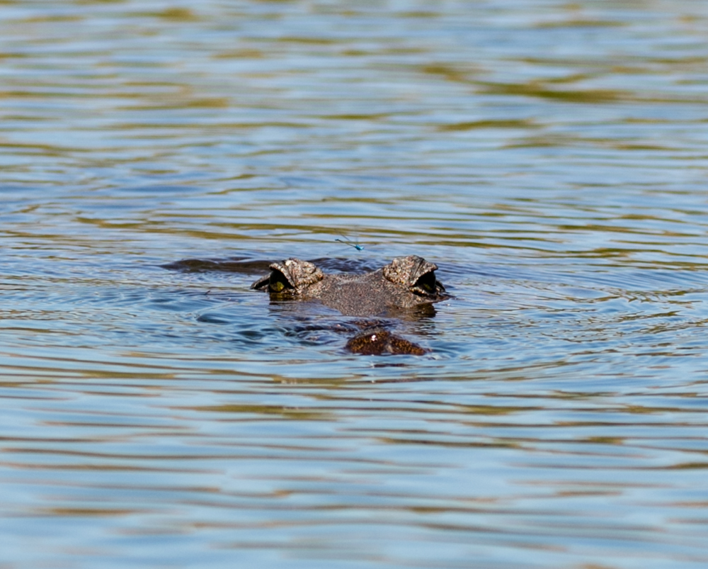 Kununurra Blog (12 of 21)