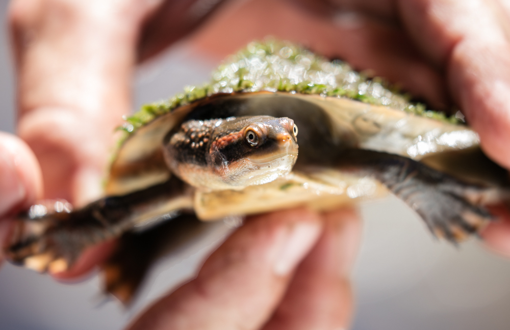 Kununurra Blog (13 of 21)