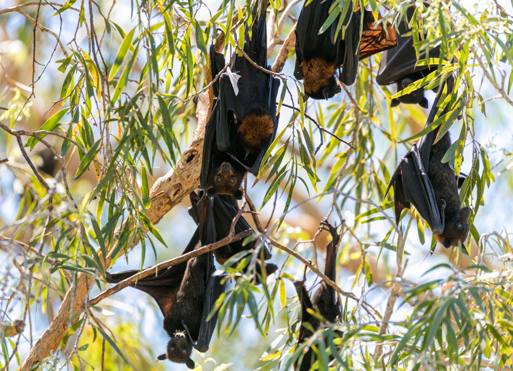 Kununurra Blog (14 of 21)