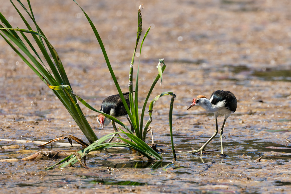 Kununurra Blog (9 of 21)