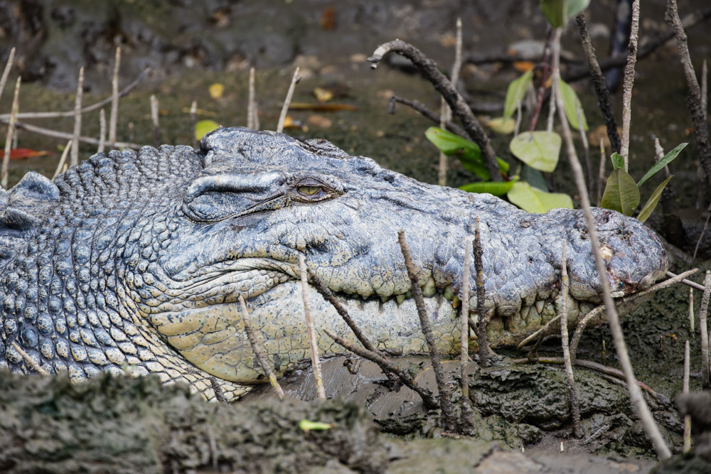 edited-atherton-wildlife-4959