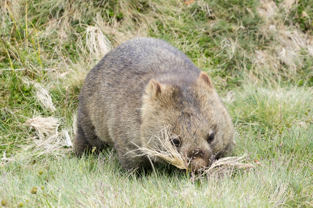 wombats-4