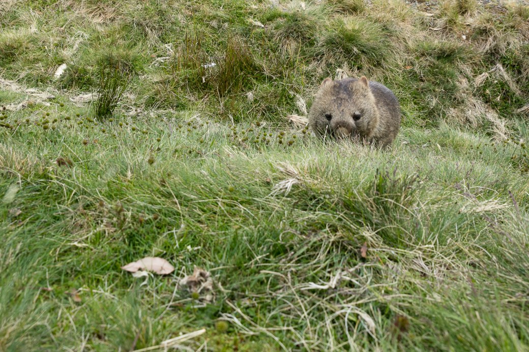 wombats-6